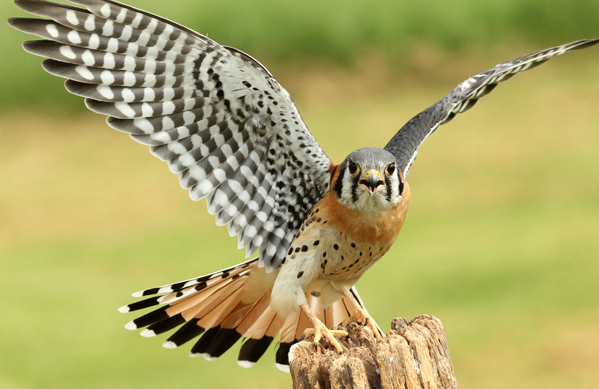 Kestrel Wings